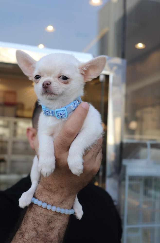 Chihuahua mini female