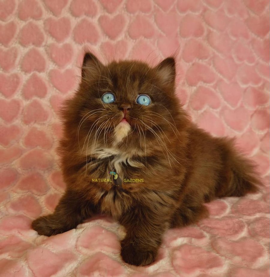 british blue eyes