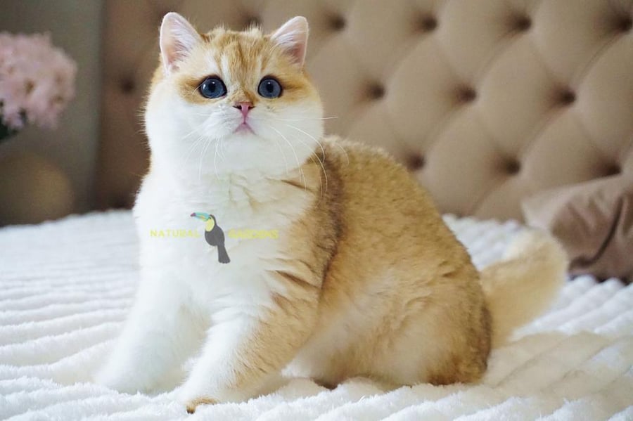 Brittish shorthair male