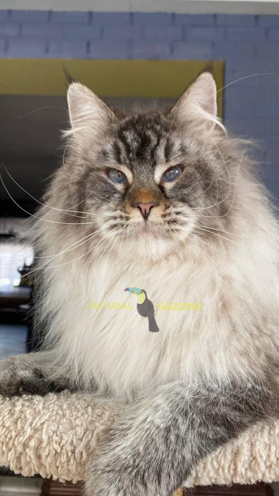 Maine coon giant size