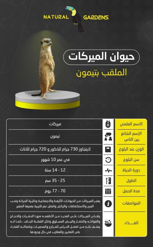 ميركات تيمون (مواليد)