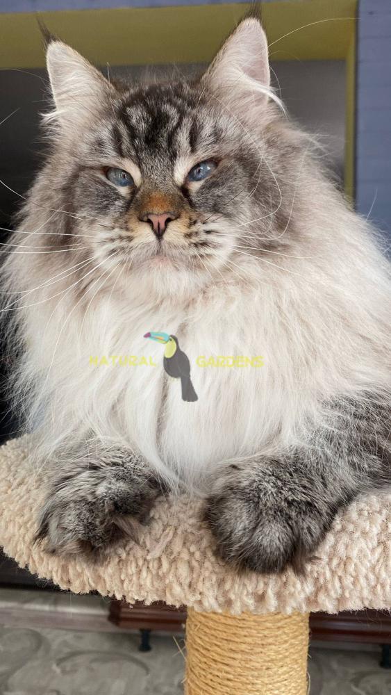Maine coon blue eyes