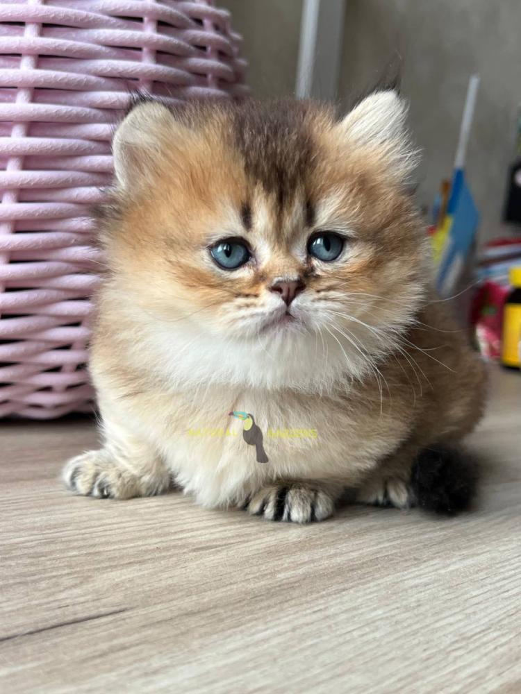 Munchkin male