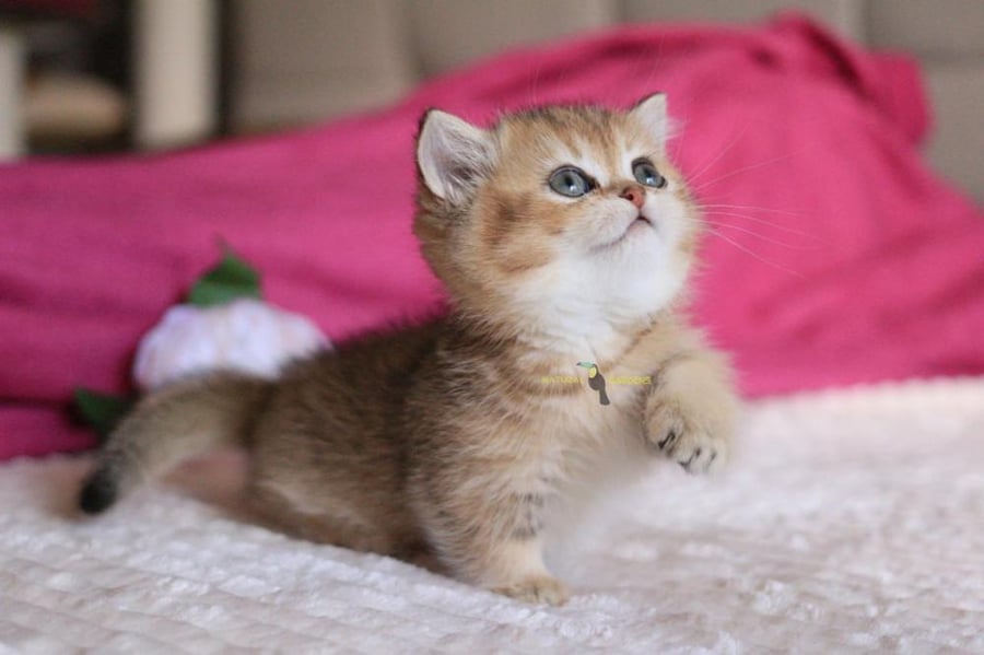 Munchkin for sale