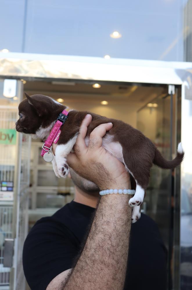 Chihuahua mini male