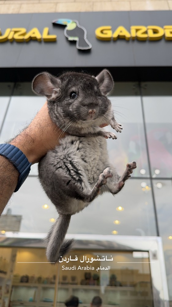 Chinchilla Standard Grey