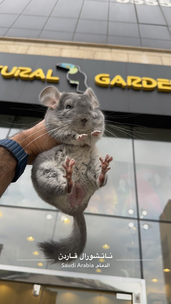 Chinchilla blue Diamond