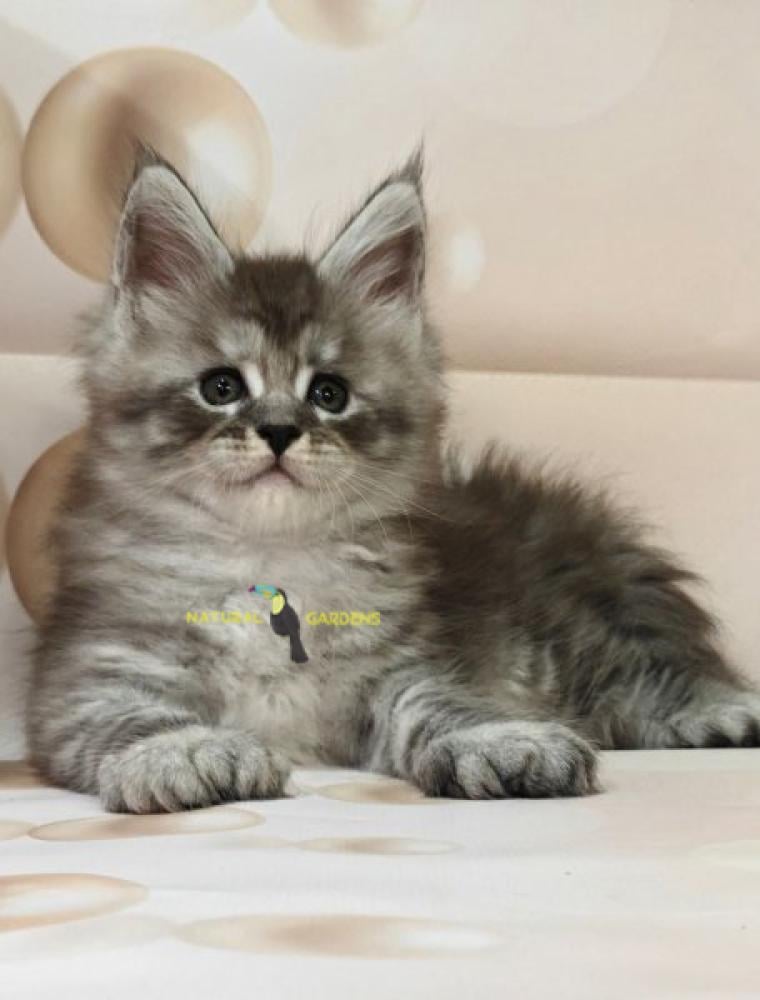 ماين كون 6 اصابع
