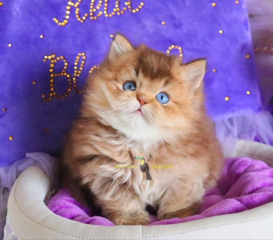british cat blue eyes