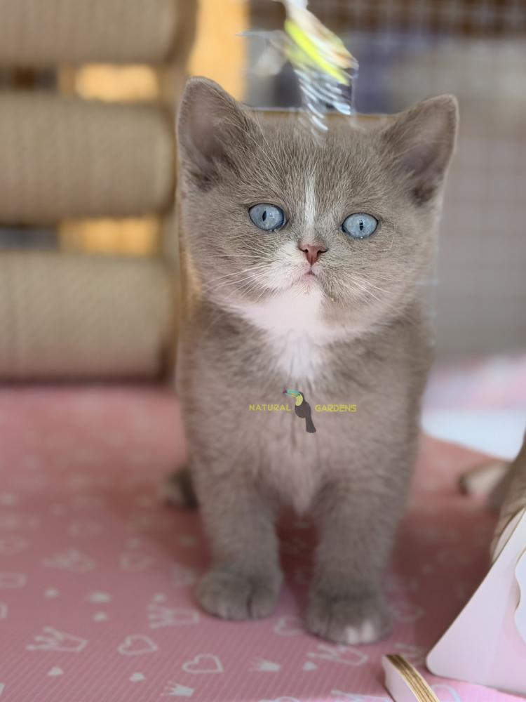 british blue eyes