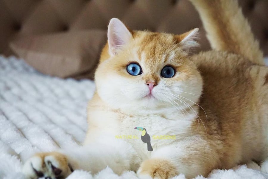 Brittish shorthair male