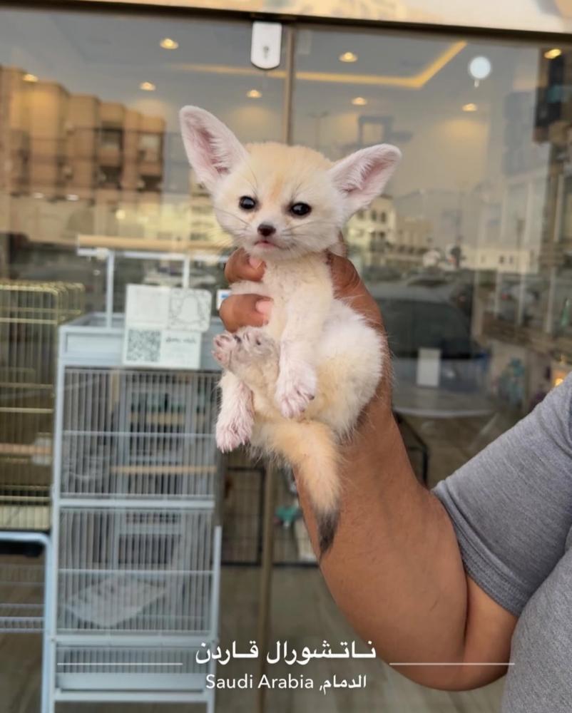 Fennec fox