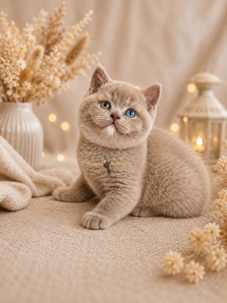 British Shorthair odd eye female