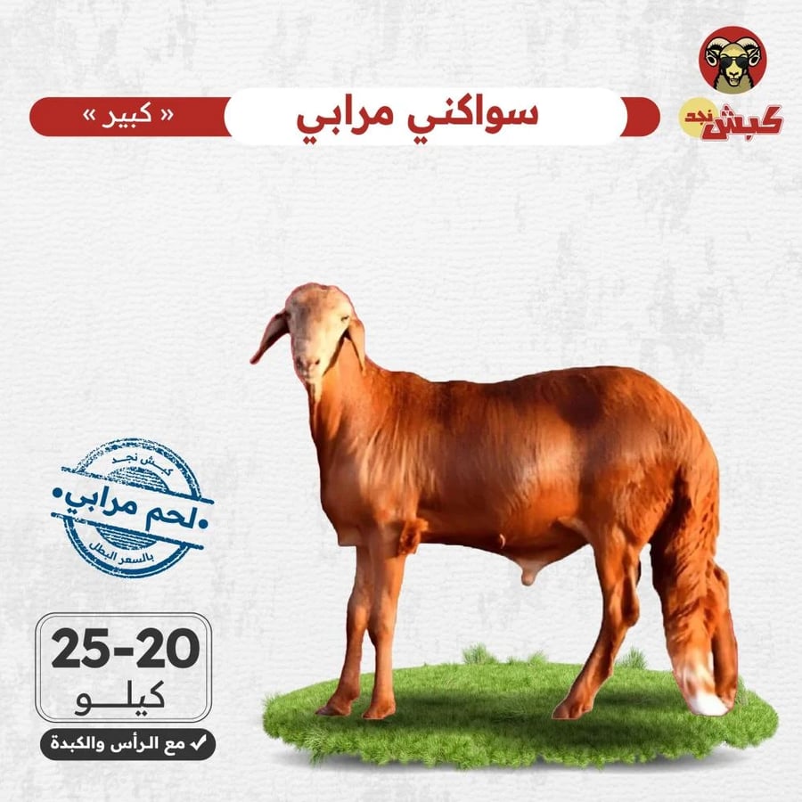 خروف سواكني مرابي كبير