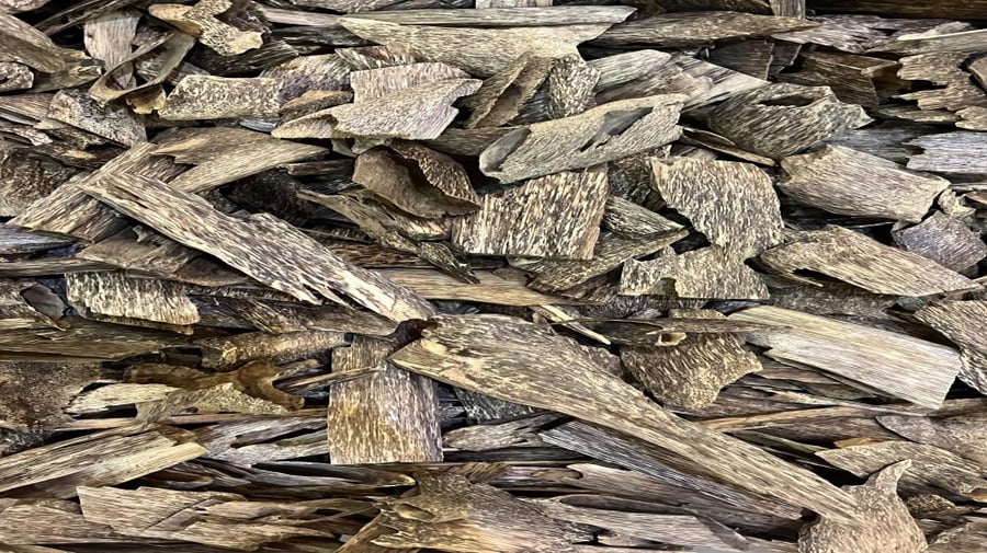عود تراد زوايا ( مستزرع ) طبيعي  سوبر