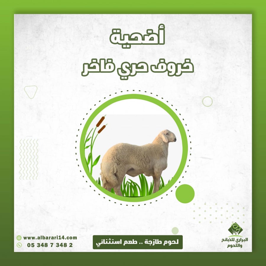 خروف جذع حري فاخر اضحية ( اليوم الثالث )