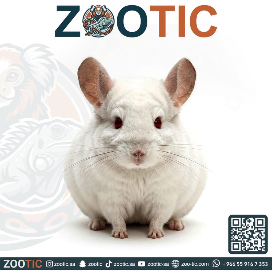 شانشيلا / البينو - Albino Chinchilla