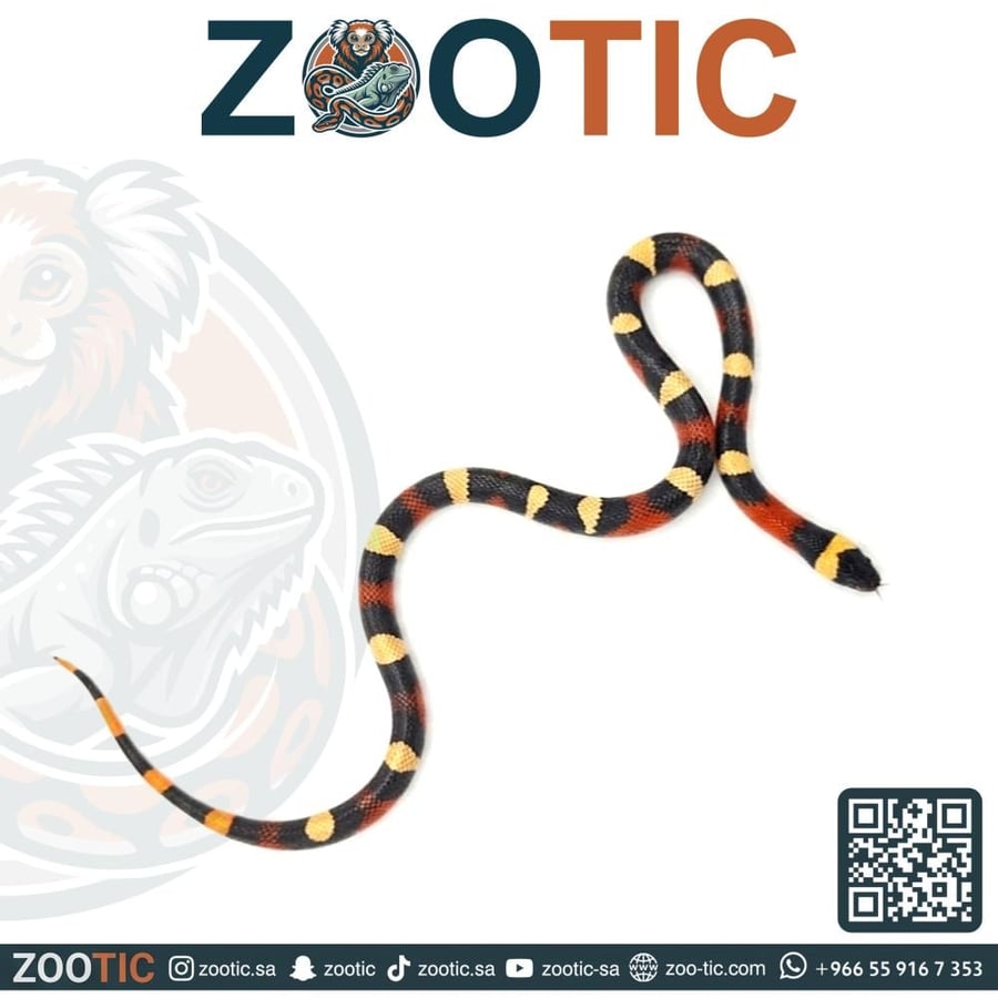 ميلك سنيك / بوبلان - حجم وسط- Pueblan milk snake