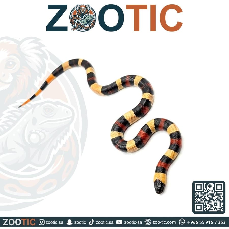 ميلك سنيك / بوبلان - حجم وسط- Pueblan milk snake