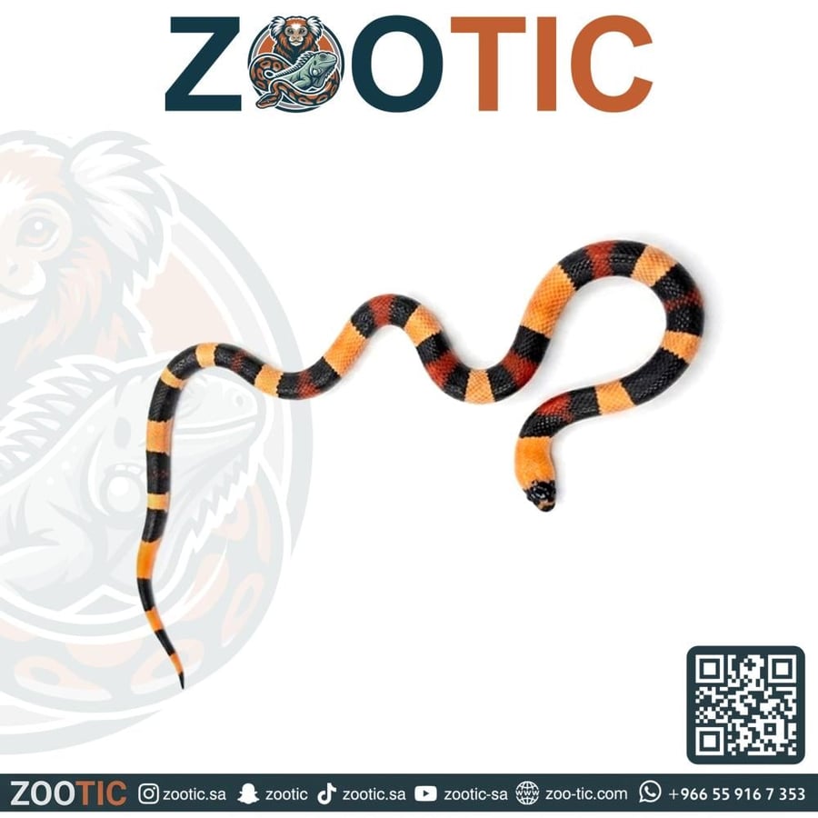 ميلك سنيك / بوبلان - حجم وسط- Pueblan milk snake