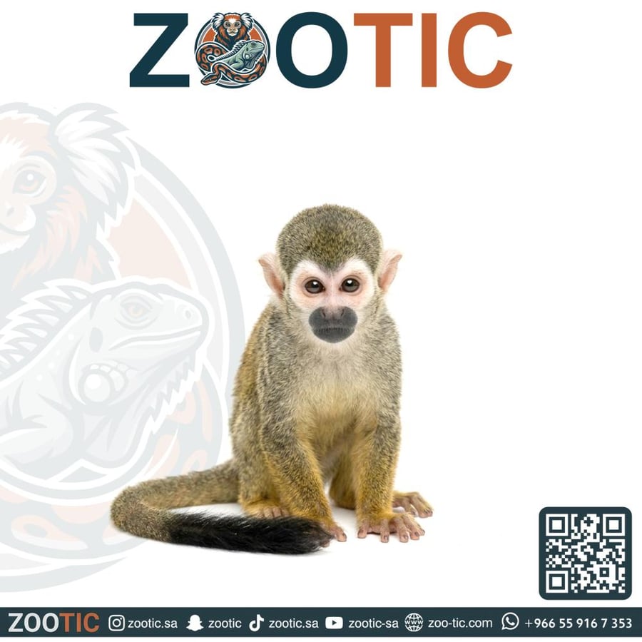 قرد السنجاب - squirrel monkey