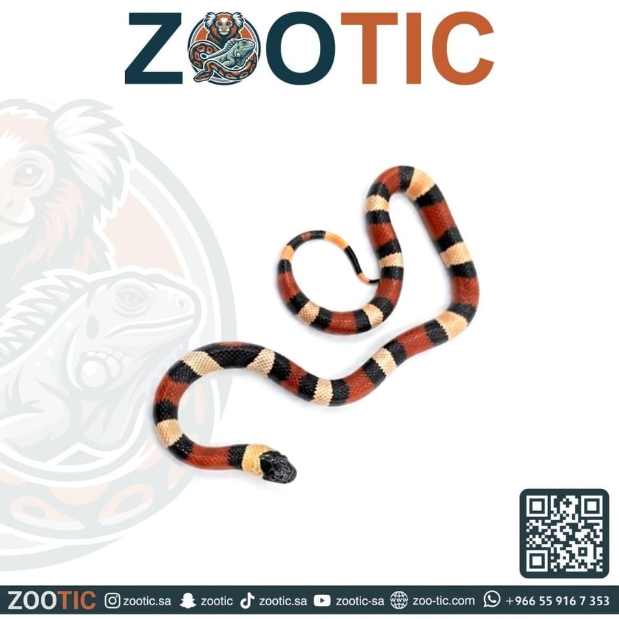 ميلك سنيك / بوبلان - حجم وسط- Pueblan milk snake