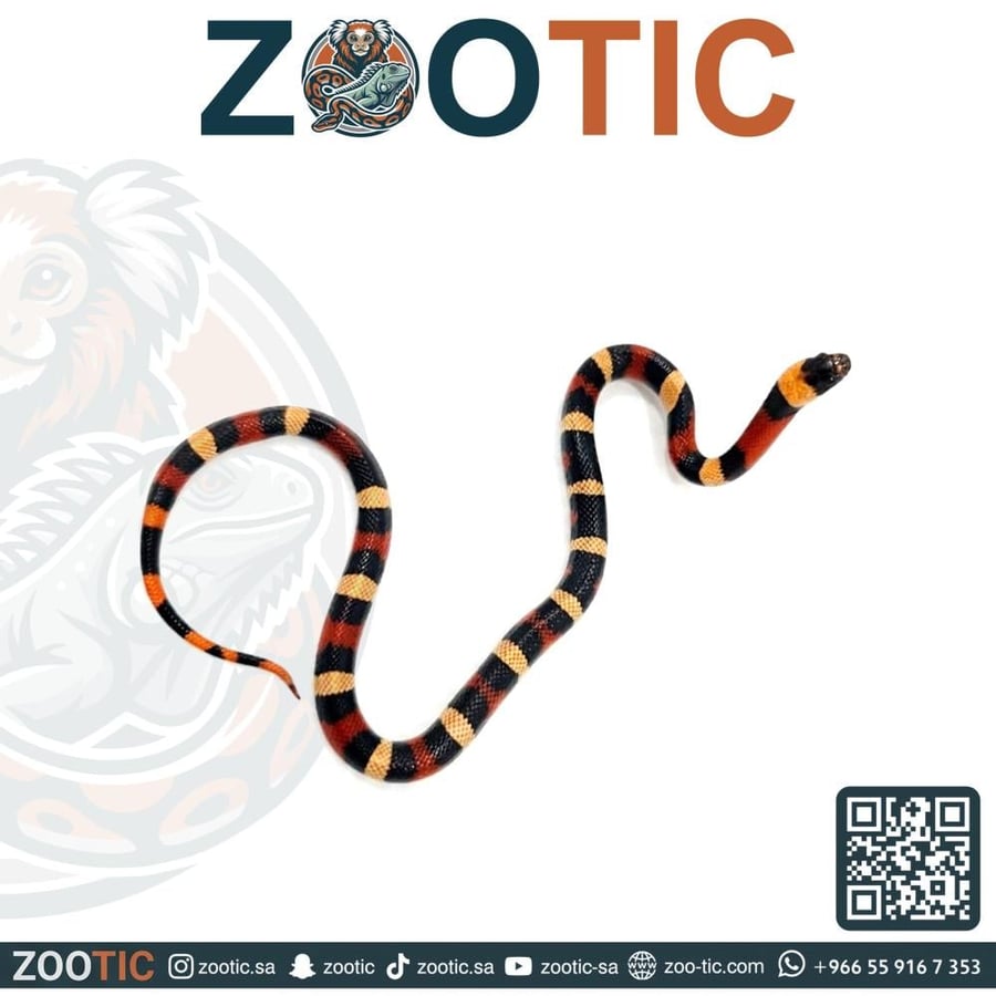 ميلك سنيك / بوبلان - حجم وسط- Pueblan milk snake