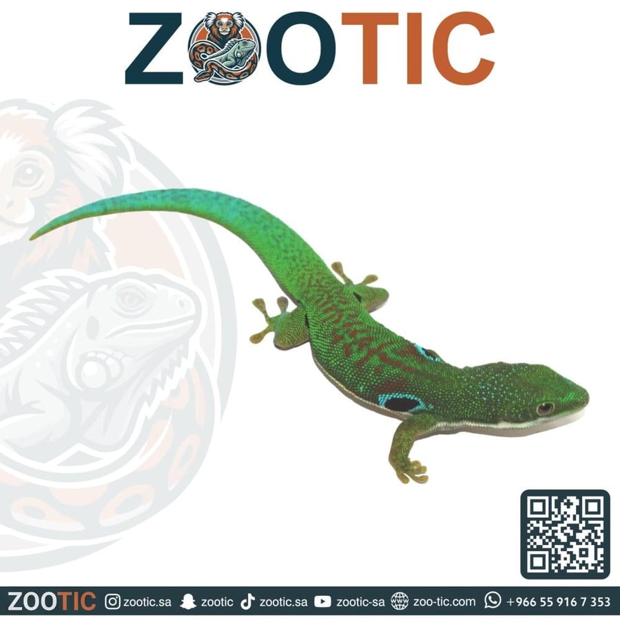قيكو الطاووس - Peacock day gecko