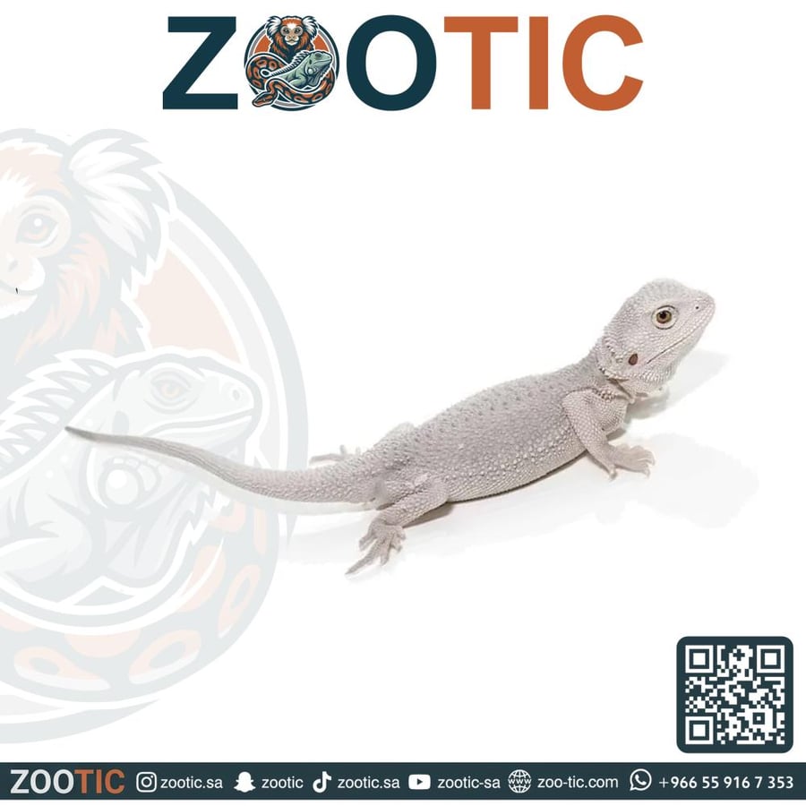تنين ملتحي بيرددراغون - زيرو - فرخ - bearded dragon zero