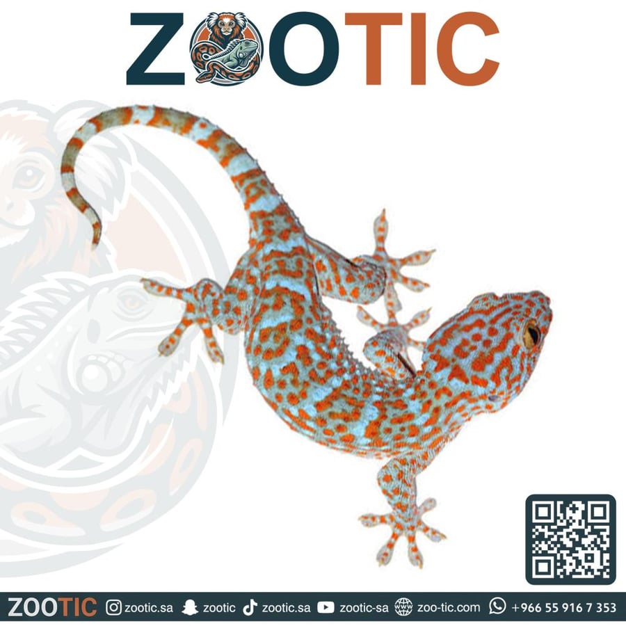 توكاي قيكو  -  Tokay Gecko