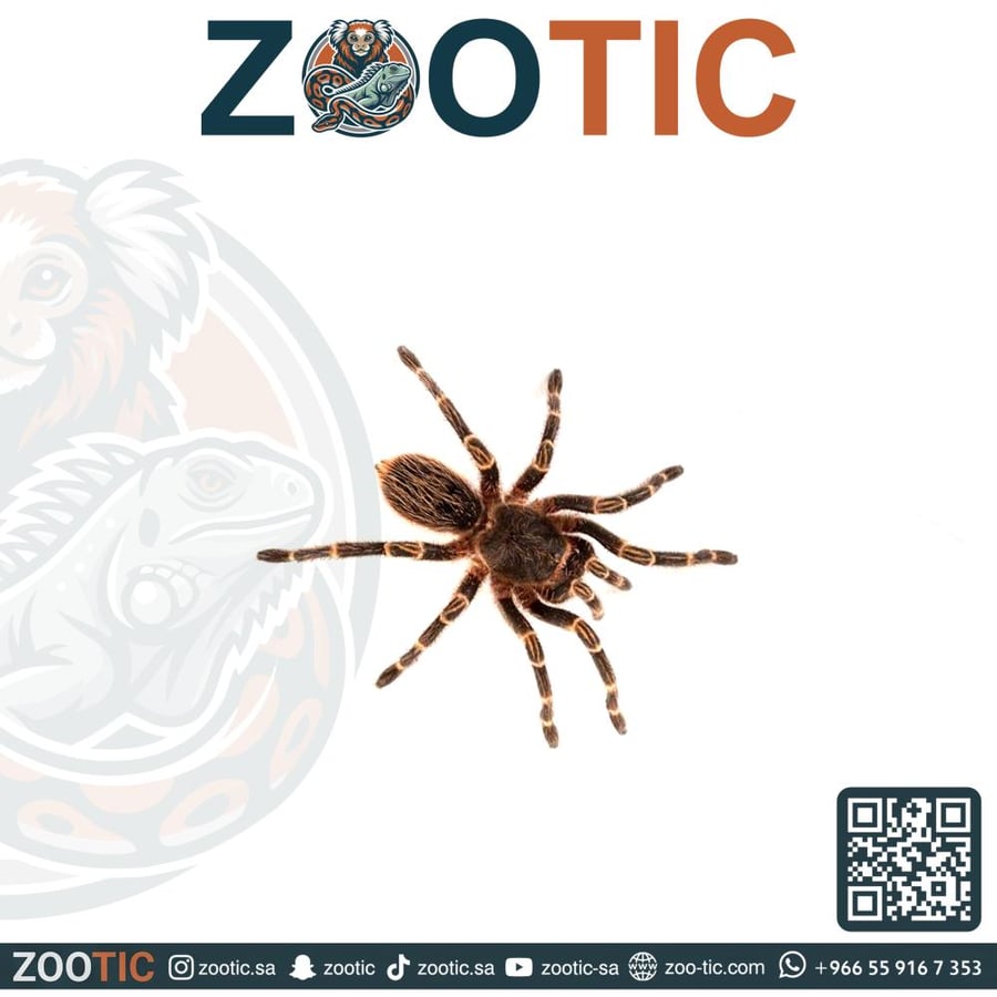 رتيلاء الركبة الذهبية - حجم وسط - Golden knee tarantula