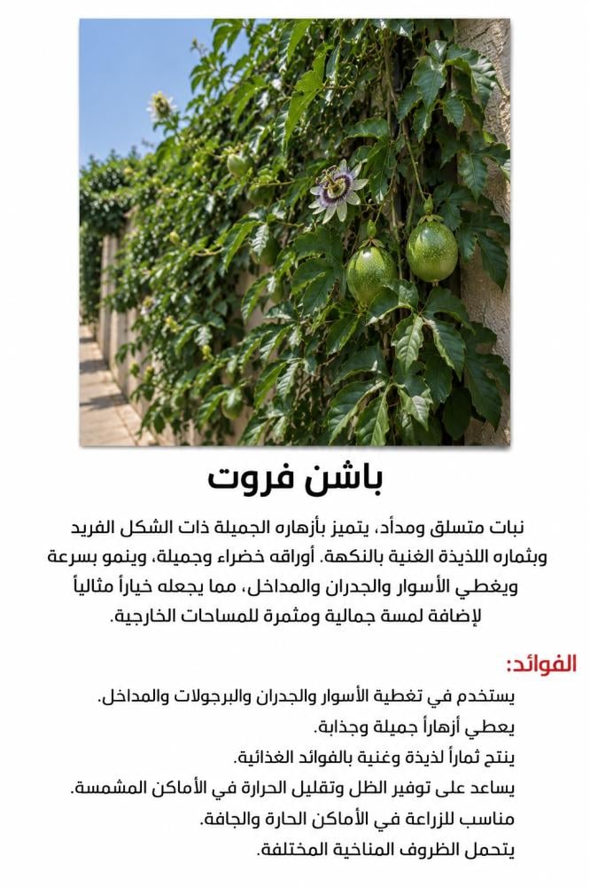 باشن فروت