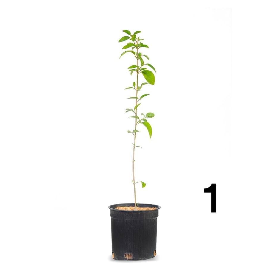 Jasmine Australian
