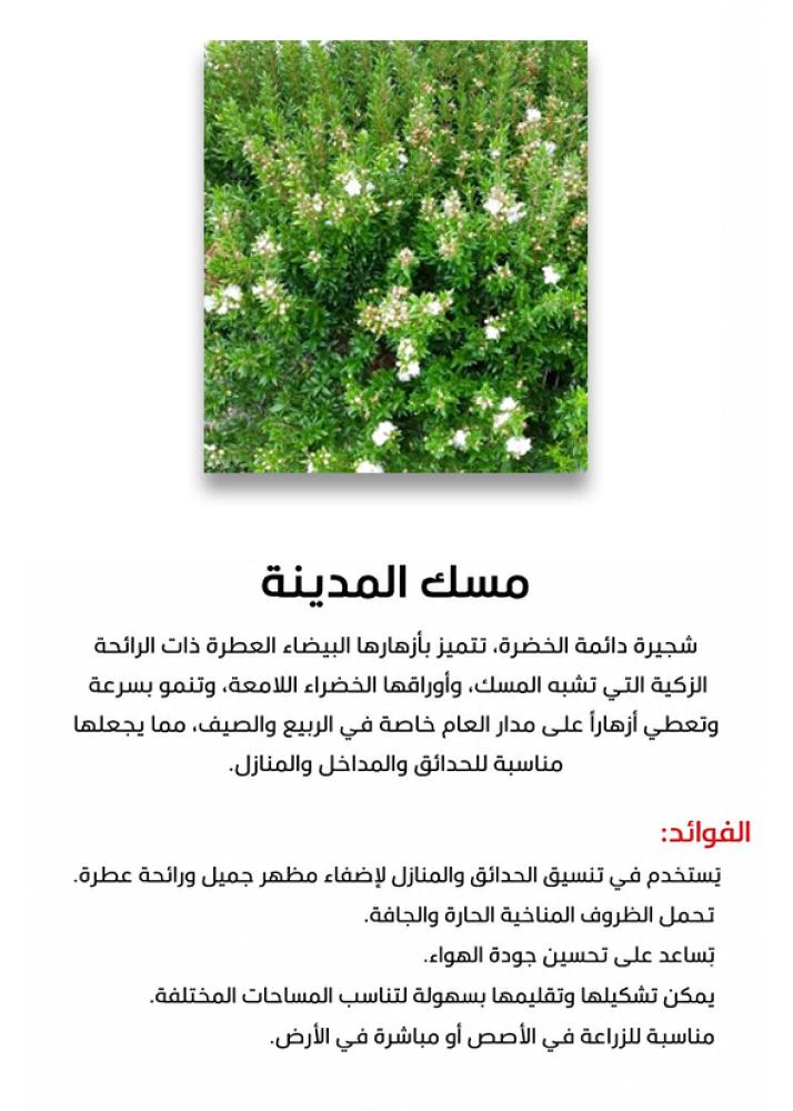 مسك المدينة