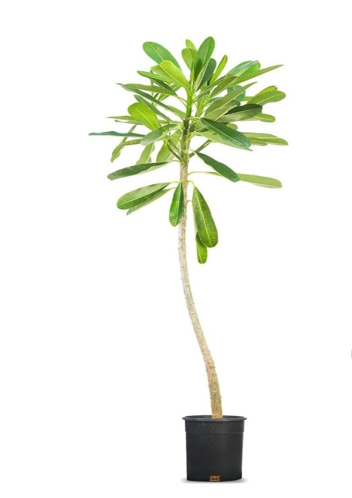ياسمين هندي