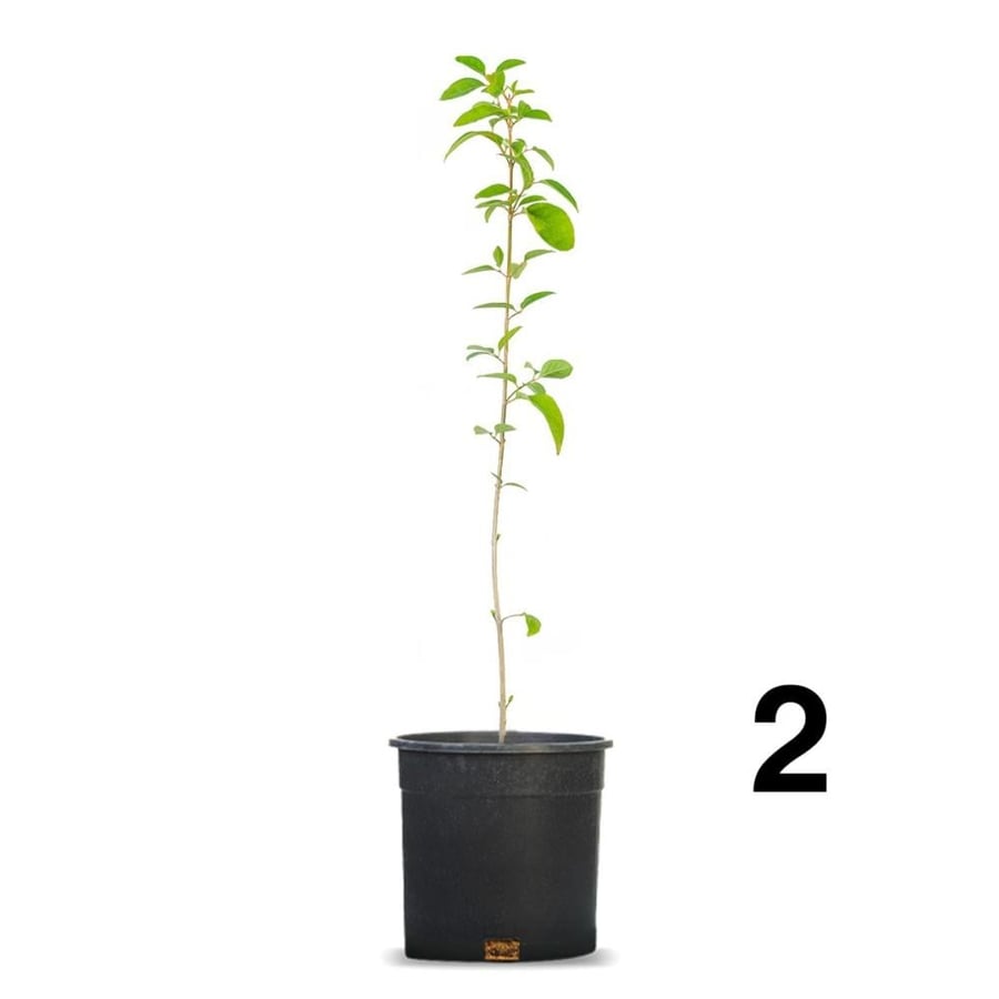 Jasmine Australian