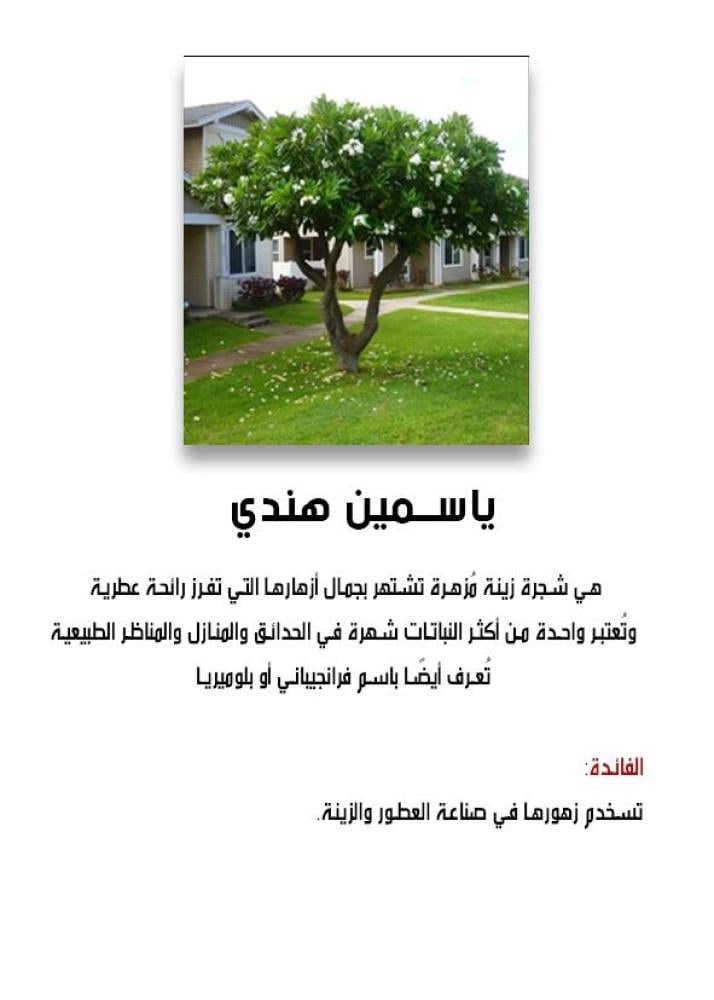 ياسمين هندي