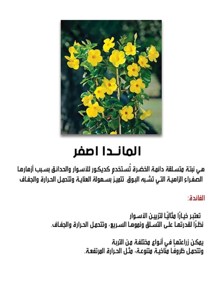 متسلقة الماندا الصفراء
