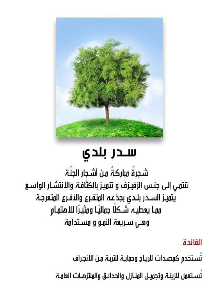 سدر بلدي