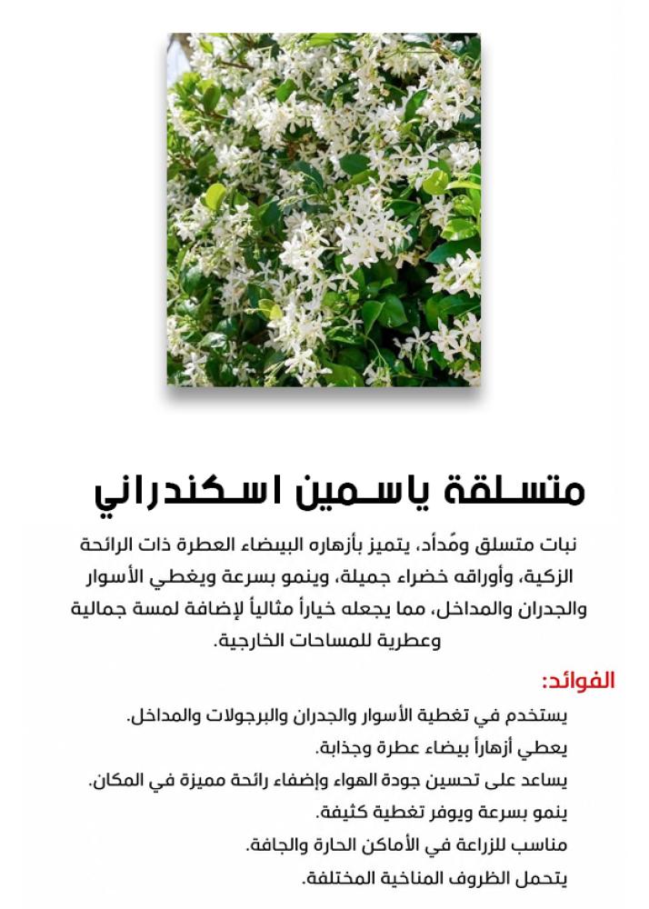 متسلقة ياسمين اسكندراني