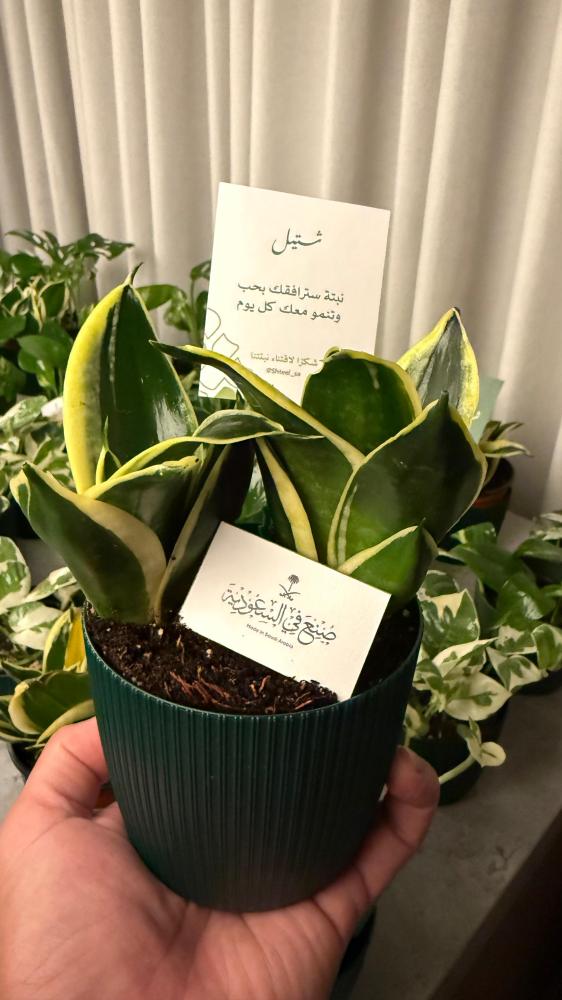 توزيعات
