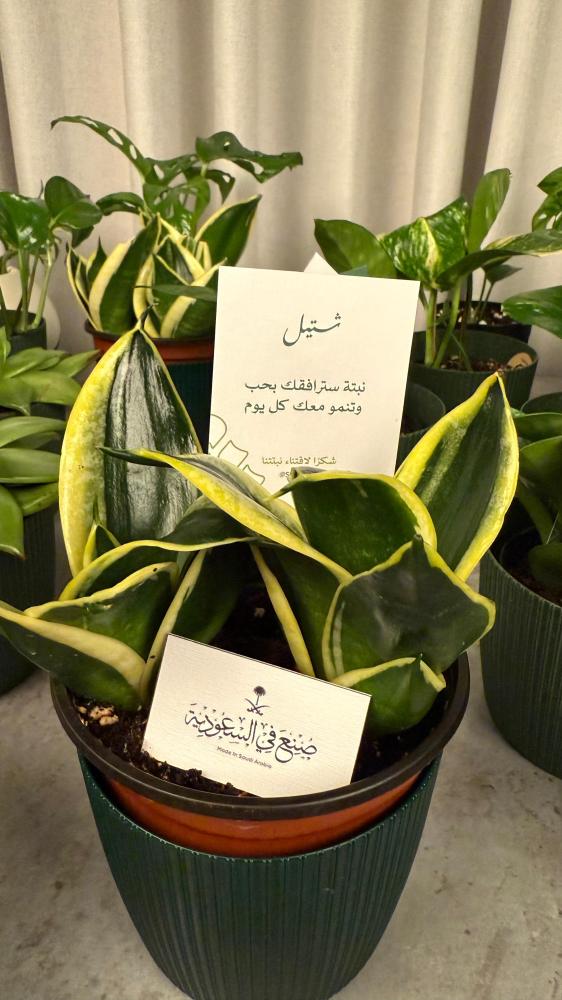 توزيعات