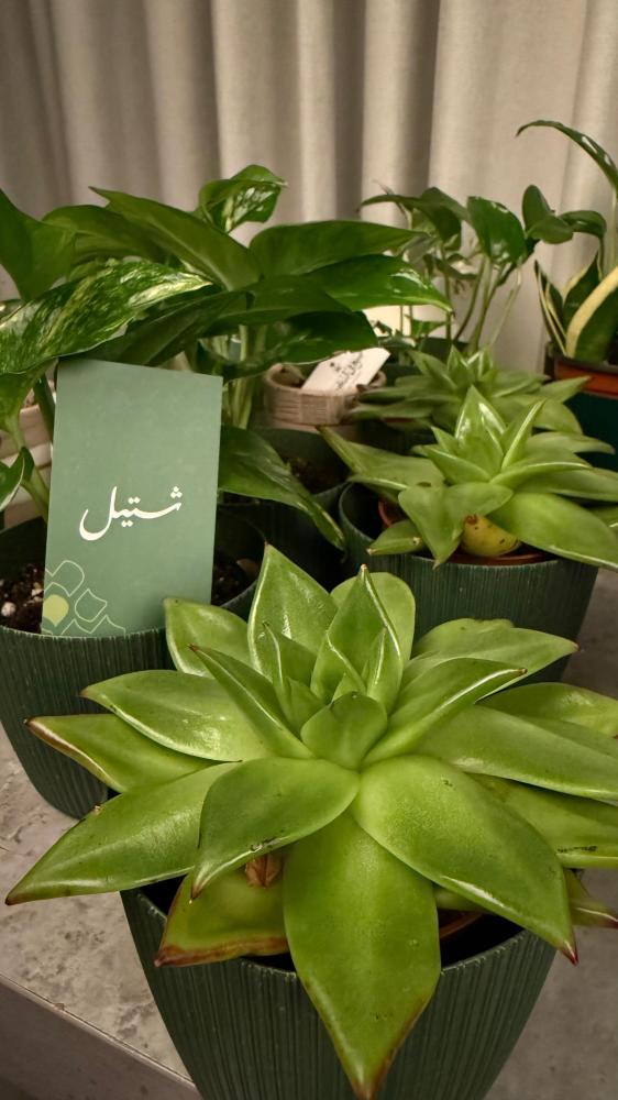 توزيعات