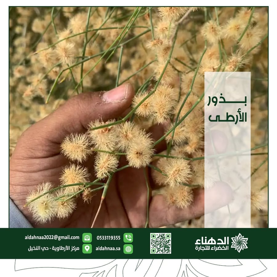 بذور الأرطى