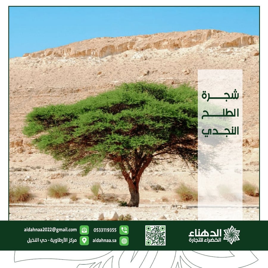 شجرة الطلح النجدي