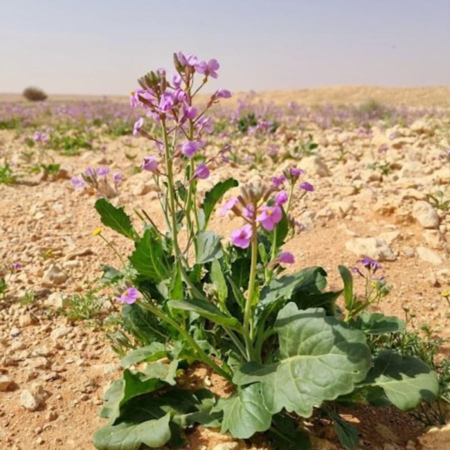 بذور الخزامى البرية