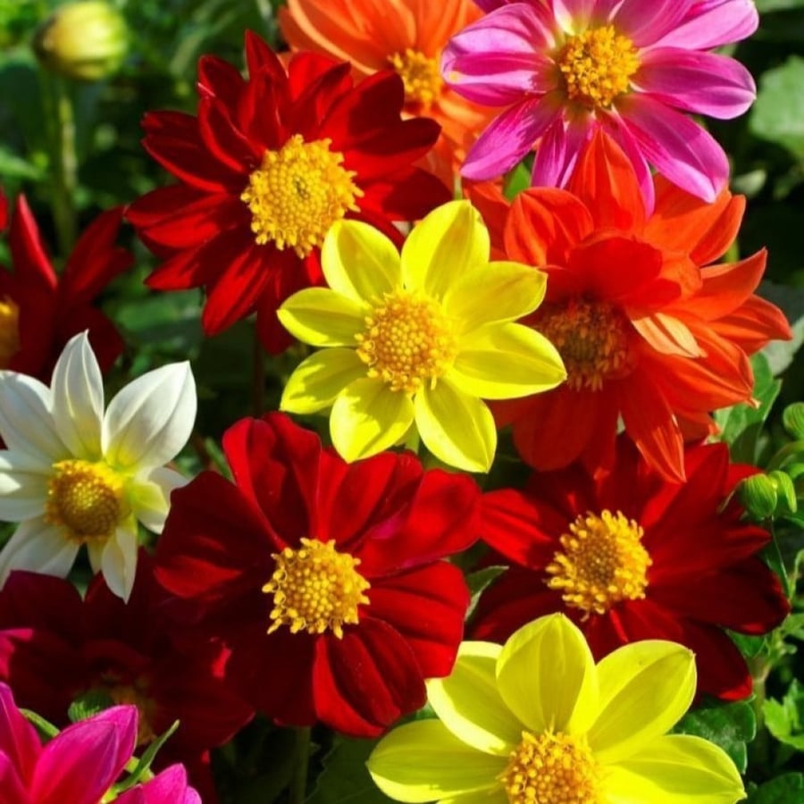 بذور زهور داليا