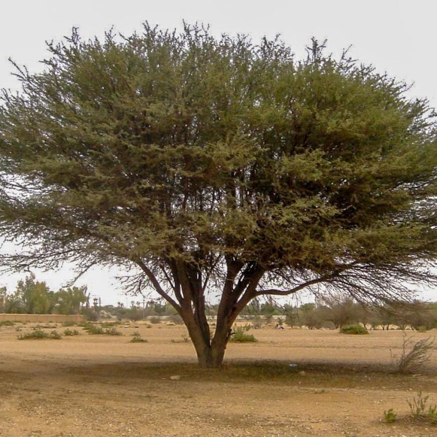 بذور شجرة القرض الافريقي - متجر بذرات الزراعي