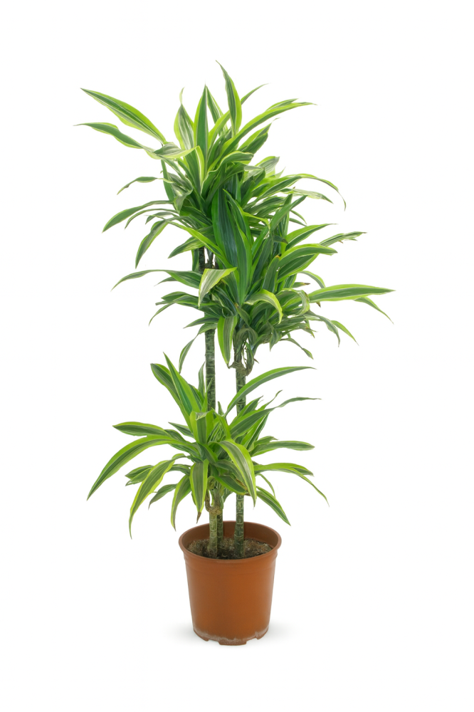 Darsinia Lemon Light 140 cm