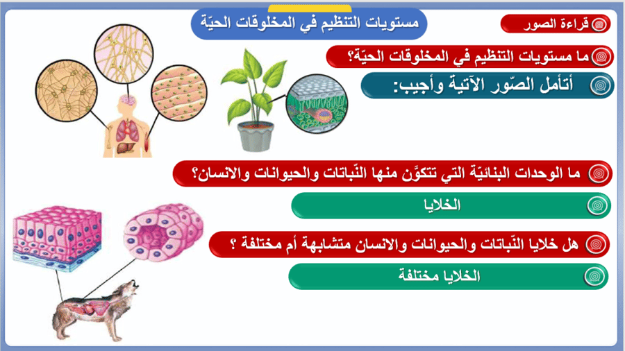 علوم الصف السادس  تنوع الحياة  الفصل الأول: الخلايا